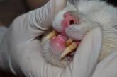 В Новосибирске прооперировали «саблезубого» кота