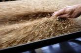 Мировые цены на пшеницу прекратили снижаться