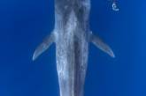 Потрясающие снимки встречи дайвера с 30-метровым синим китом. ФОТО