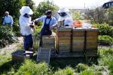 Заключенные помогают спасать пчел в Германии. ФОТО