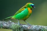 Замечательные снимки бразильских птиц от Хадсона Мартинса. ФОТО