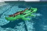 Во Флориде аллигатор «арендовал» частный бассейн