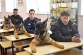 Полицейские, спасатели и диспетчеры: собаки, которые ходят на настоящую работу. ФОТО