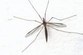 Дерматолог рассказал, как спастись от укусов комаров