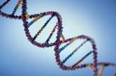 Ученые объяснили асимметрию чтения ДНК
