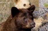 В Канаде заметили редкого «белого» медвежонка. ФОТО