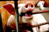 Россиянам могут запретить содержать свиней в личных подсобных хозяйствах