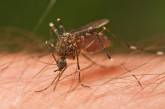Названы виды аллергии на укусы комаров