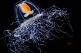 Факты о бессмертной медузе Turritopsis dohrnii. ФОТО