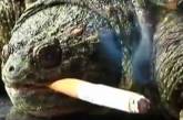 Курящая черепаха ежедневно отбирает у хозяина 10 сигарет