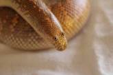 Аравийская песочная боа — самая забавная змея. ФОТО