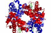 Ученые открыли новый тип гемоглобина