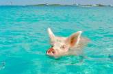Ради встречи с этими свиньями туристы приезжают на Багамы. Фото