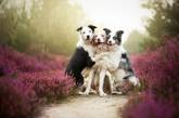 Красивые портреты собак от польского фотографа. Фото