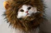 Забавные коты, похожие на львов. ФОТО