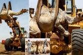Ежегодный рынок верблюдов в Судане. ФОТО