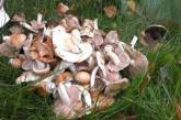 Медики объяснили, в чем вред и польза грибов