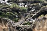 Нереальные корневые системы некоторых деревьев. ФОТО