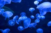 Зомби-медузы сожрут людей, отложат миллионы яиц и захватят мир 