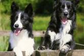 Американский клуб собаководства назвал самые умные породы собак