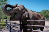 Слониха убила смотрителя в зоопарке 