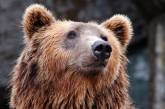 В России любопытный медведь загнал туристов на скалу