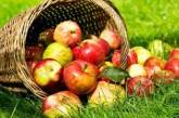 Диетологи объяснили, чем полезны яблоки