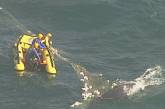 Спасатели освободили запутавшегося в противоакульих сетях кита 