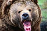 Разъяренный медведь сбросил с обрыва избивавшего его пенсионера