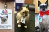 В Бразилии бездомный котенок получил работу в офисе адвокатов. ФОТО