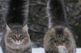 Фотограф из Финляндии показала своих шикарных северных котов. ФОТО