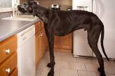 Зевс — самая высокая собака в мире. ФОТО