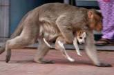 Забавная обезьяна «усыновила» бродячего щенка. ФОТО