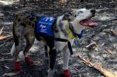 Спасатели объединились с собаками для спасения коал из горящих лесов Австралии. ФОТО