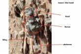 Американский ученый показал «доказательства» жизни на Марсе. ФОТО