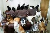 Хозяйка 17 кошек и собак собрала всех животных на одном фото — сделать его было непросто. ФОТО