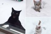 Котики и их реакция на снег. ФОТО