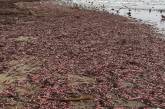 Тысячи "рыб-пенисов" засыпали пляж в Калифорнии. ФОТО