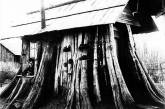 Дома из гигантских пней старых деревьев в Америке XIX века. ФОТО