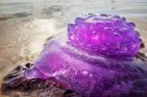 В Австралии обнаружили уникальную фиолетовую медузу. ФОТО