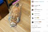 Пухлый пушистик: японский кот стал звездой сети из-за лишнего веса. ФОТО
