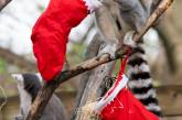 В Лондонском зоопарке животные уже получили рождественские подарки. ФОТО