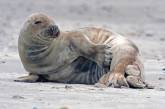 Найден милейший тюленок, который наслаждается отдыхом на пляже
