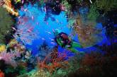 Кораллы — древнейшие существа на Земле. ФОТО