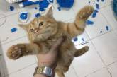 Конфуз дня: кот умудрился испортить игрушку из 2400 деталей. ФОТО
