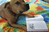 Когда собака эрудированней тебя: забавные читающие четырехлапые. ФОТО