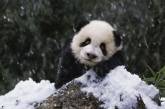 Милые панды-шалуньи устроили веселье в снегу и покорили весь интернет