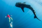 Фридайвер плавает вместе с огромными китами. ФОТО