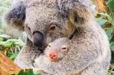 Фото спасенной из пожара коалы, обнимающей новорожденного детеныша облетело мир. ФОТО