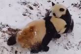 Панды, радующиеся снегу в китайском заповеднике, покорили Сеть. ФОТО